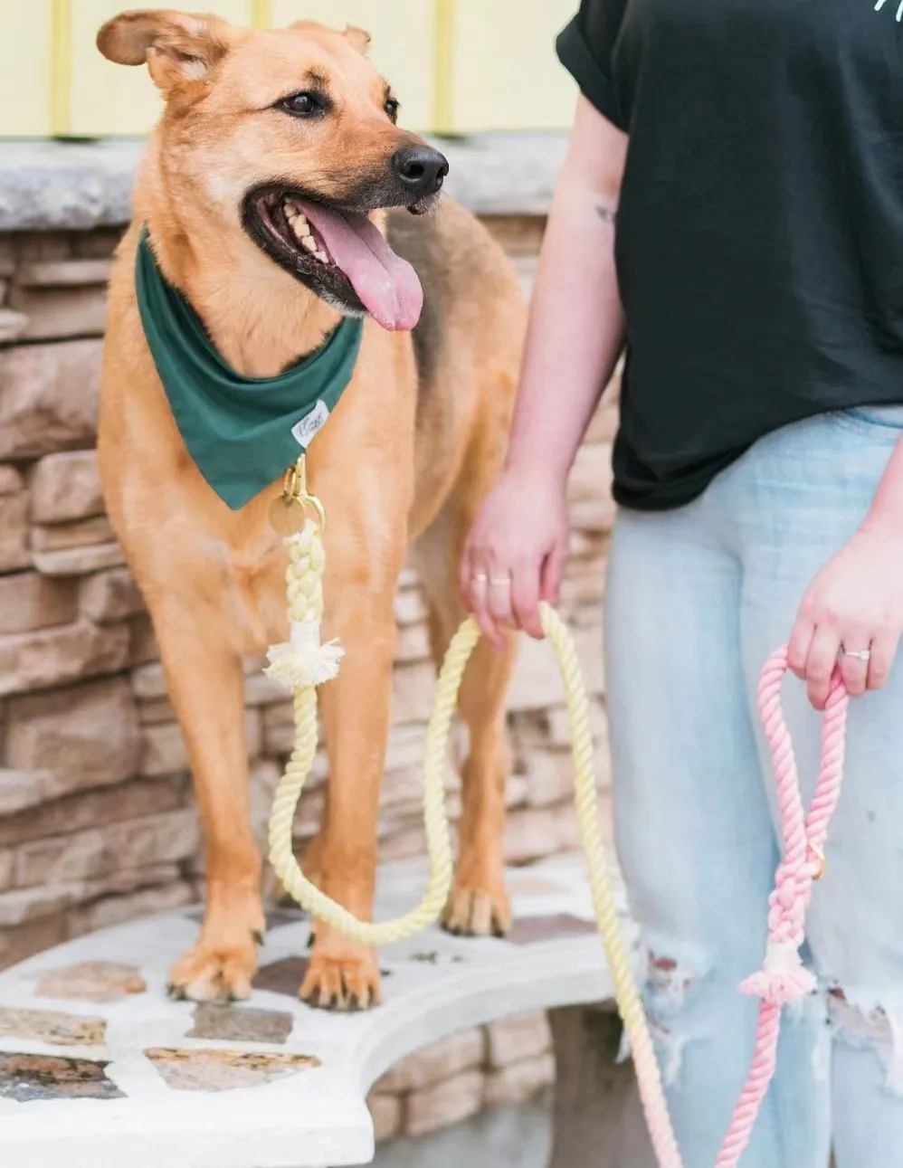 Hands Free Rope Leash and Luxe Royal Leather Collar Bundle - Ombré Green