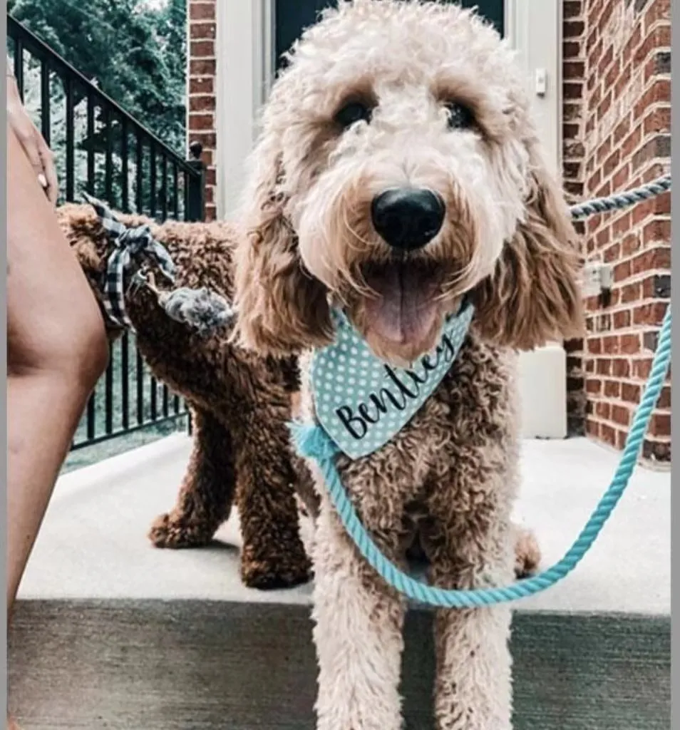 Hands Free Rope Leash and Luxe Royal Leather Collar Bundle - Ombré Green