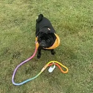 Hands Free Rope Leash and Luxe Royal Leather Collar Bundle - Ombré Green