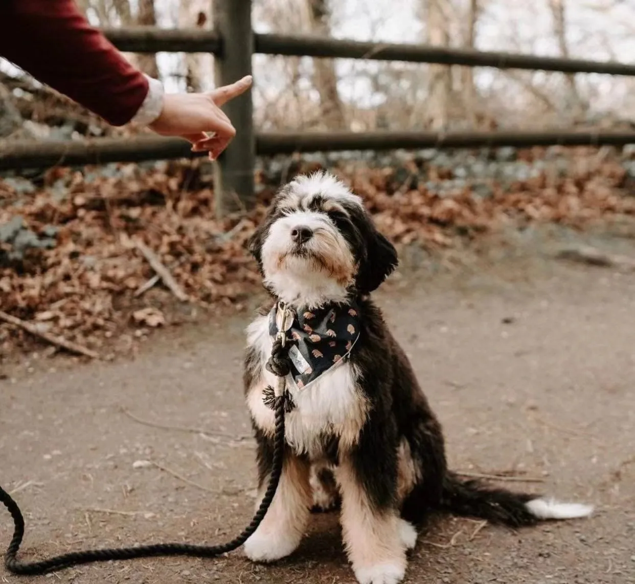 Hands Free Rope Leash and Luxe Royal Leather Collar Bundle - Ombré Green