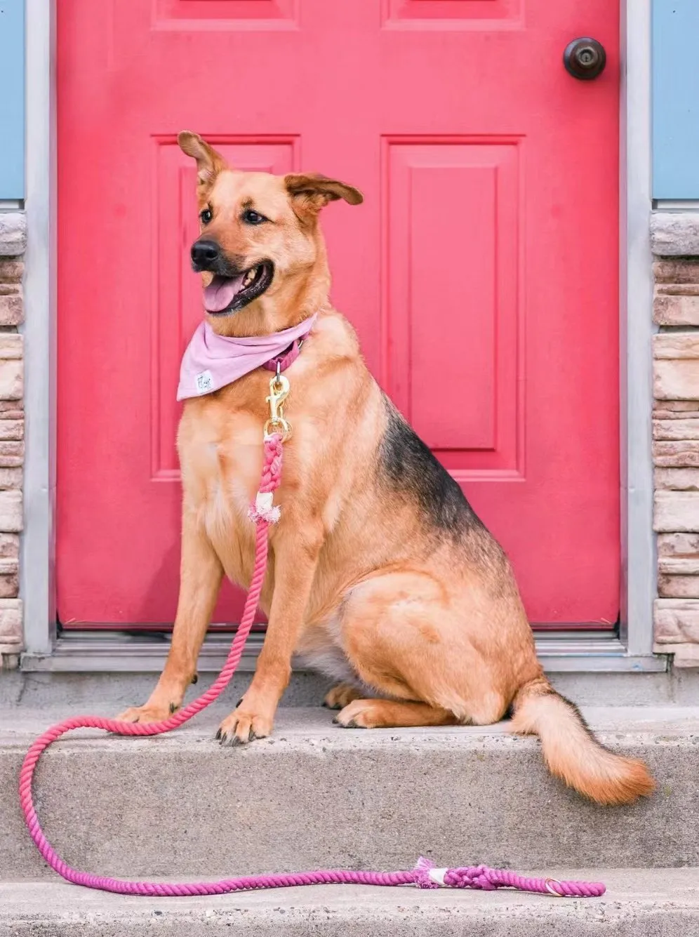 Hands Free Rope Leash and Luxe Royal Leather Collar Bundle - Strawberry Love