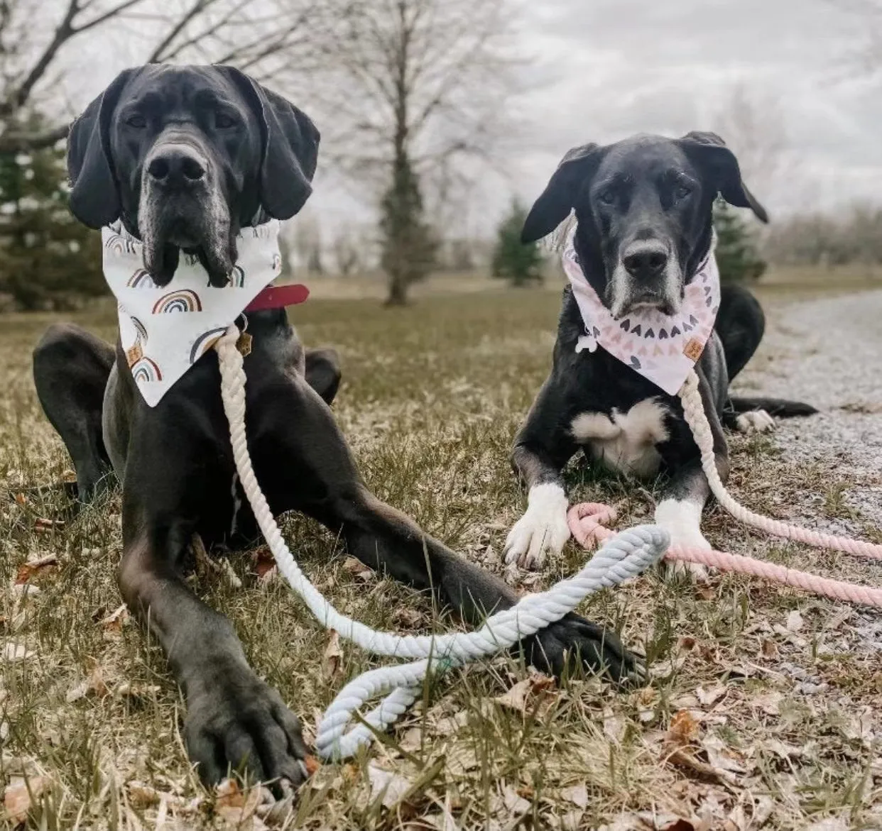 Hands Free Rope Leash and Luxe Royal Leather Collar Bundle - Strawberry Love