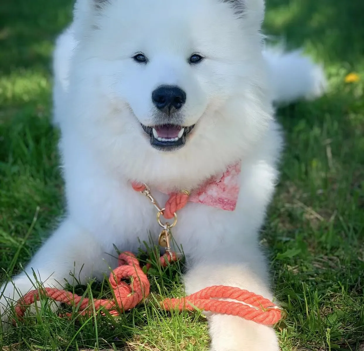 Hands Free Rope Leash and Luxe Royal Leather Collar Bundle - Strawberry Love